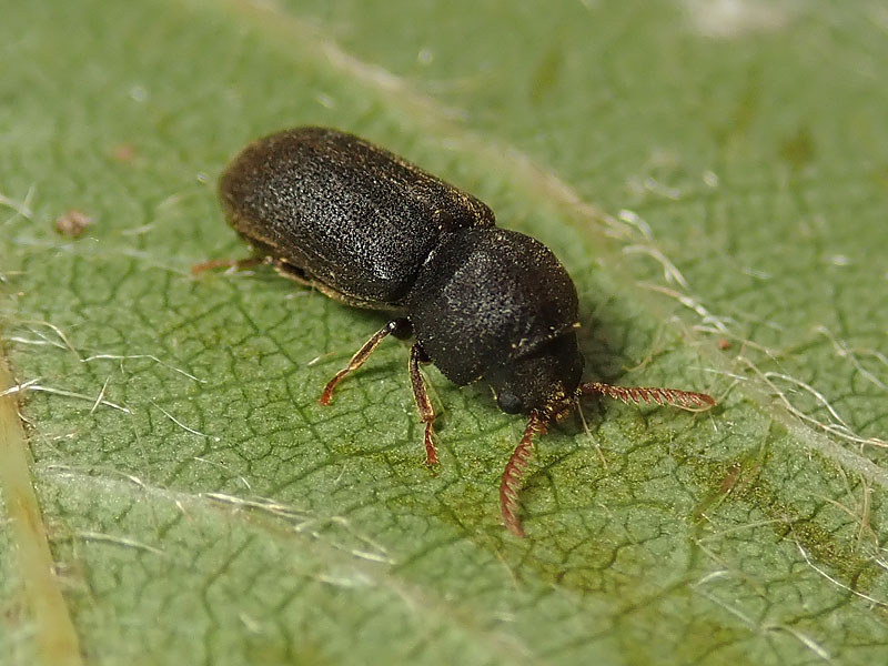 da identificare: Bostrichidae ? No, Anobiidae: Ptilinus fuscus, femmina
